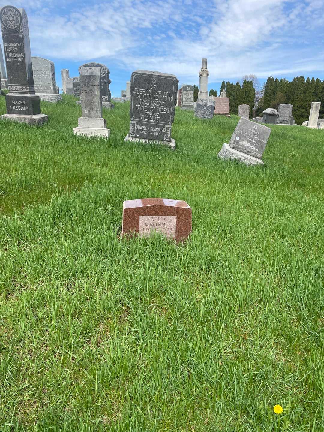Celia Malinoff's grave. Photo 2