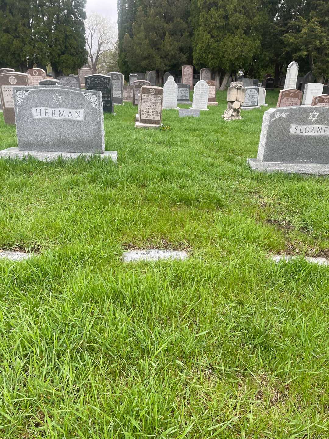 Samuel Herman's grave. Photo 2