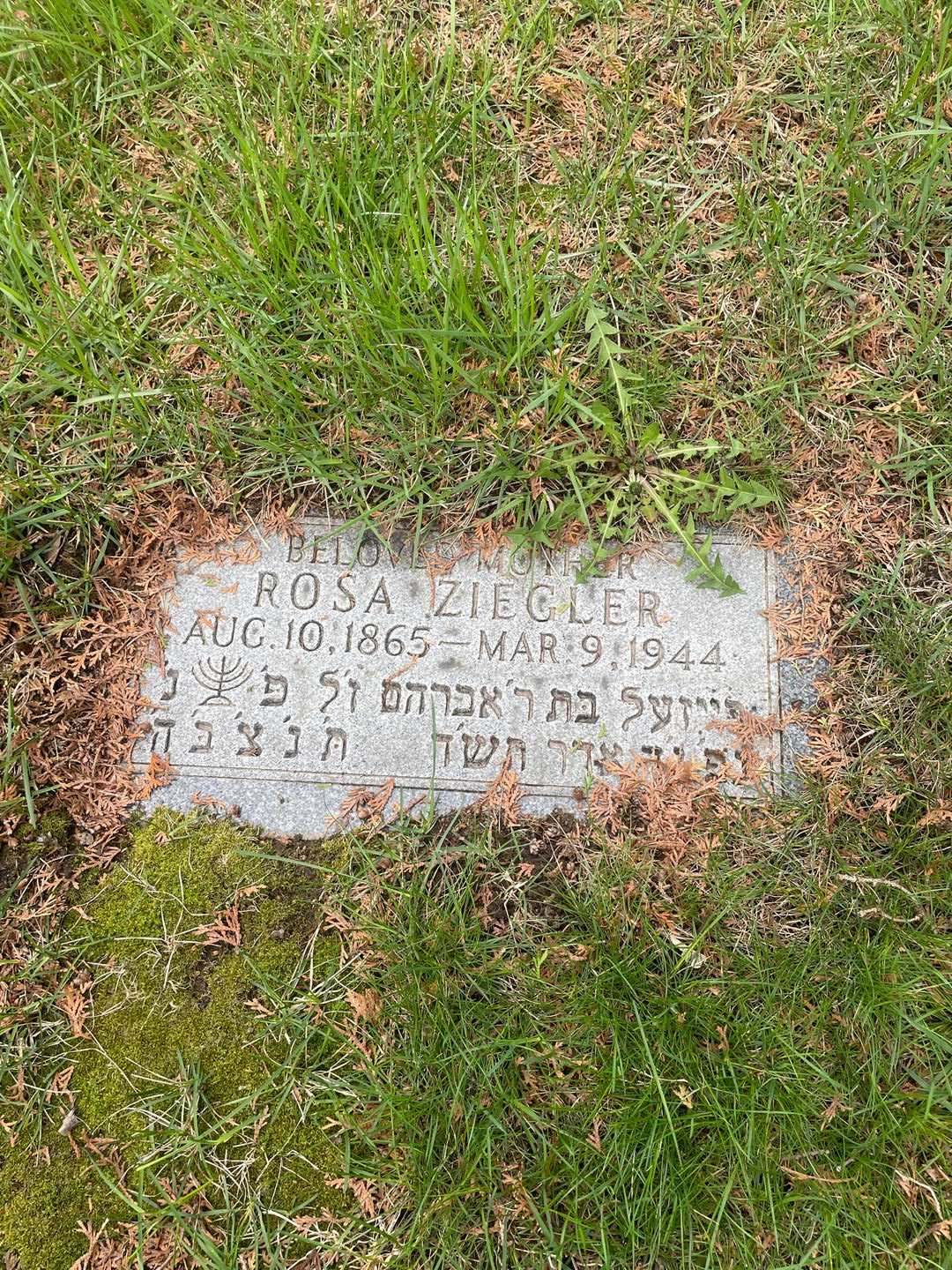Rosa Ziegler's grave. Photo 3